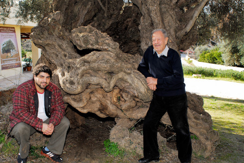 Acropolis Organics Founder with Grandfather next to Olive Tree